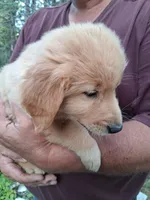 Shrimp , a female Golden Retriever for sale in Antigo, WI – 5 of 6