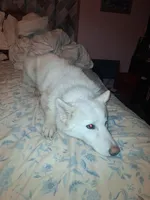 Blizzard, a male Siberian Husky for sale in Antigo, WI – 2 of 2