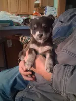 Speck, a female Siberian Husky and Golden Retriever for sale in Antigo, WI – Photo 2 of 5