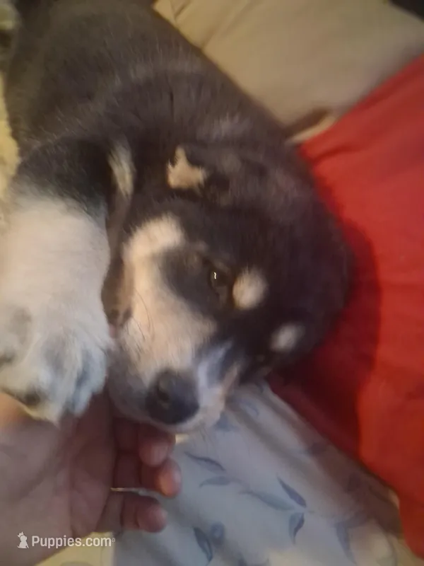 Speck – Siberian Husky, Golden Retriever puppy for sale in Antigo, WI