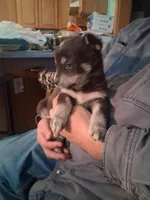 Speck, a female Siberian Husky and Golden Retriever for sale in Antigo, WI – Photo 4 of 5