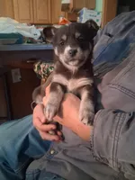 Speck, a female Siberian Husky and Golden Retriever for sale in Antigo, WI – Photo 3 of 5