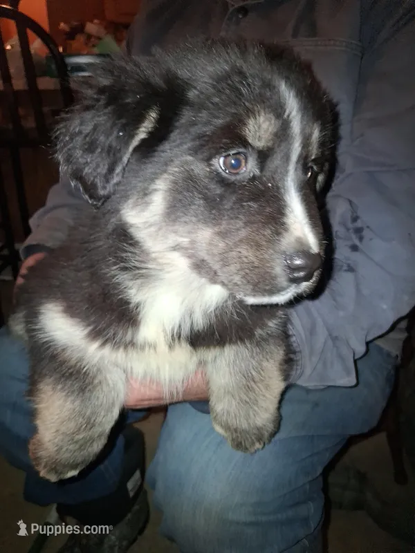 Blackie  – Siberian Husky, Golden Retriever puppy for sale in Antigo, WI