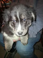 Blackie , a female Siberian Husky and Golden Retriever for sale in Antigo, WI – Photo 3 of 4