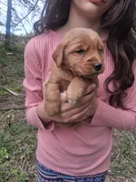 Goldie , a female Golden Retriever for sale in Antigo, WI – 2 of 5