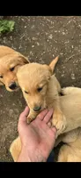 Fancy , a female Golden Retriever for sale in Antigo, WI – 2 of 3