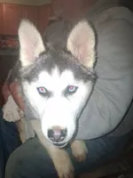 Pepper , a female Siberian Husky for sale in Antigo, WI – 2 of 4