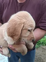 Goldie , a female Golden Retriever for sale in Antigo, WI – 5 of 5