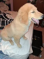 Fancy , a female Golden Retriever for sale in Antigo, WI – 6 of 7