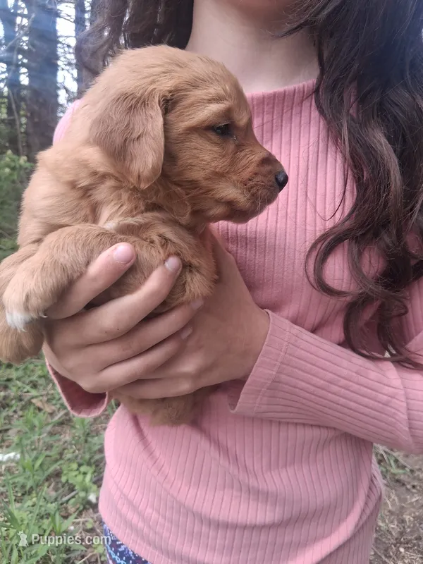 Goldie  – Golden Retriever puppy for sale in Antigo, WI