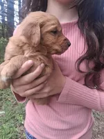 Goldie , a female Golden Retriever for sale in Antigo, WI – 1 of 5