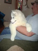 Glacier , a female Siberian Husky for sale in Antigo, WI – Photo 4 of 4