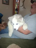 Glacier , a female Siberian Husky for sale in Antigo, WI – Photo 2 of 4