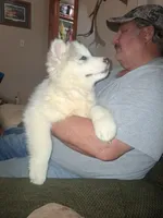 Glacier , a female Siberian Husky for sale in Antigo, WI – Photo 3 of 4