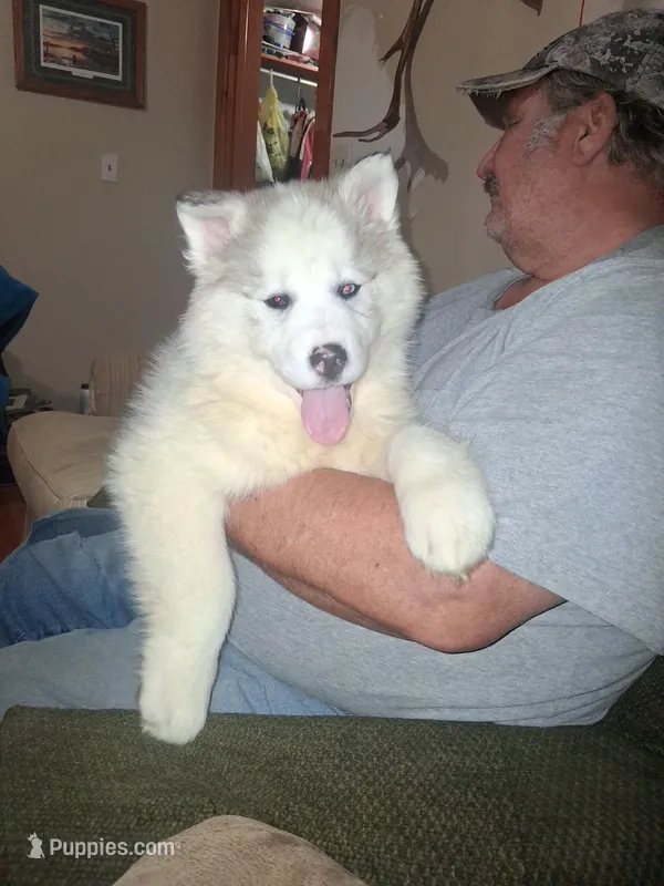 Glacier  – Siberian Husky puppy for sale in Antigo, WI