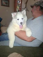 Glacier , a female Siberian Husky for sale in Antigo, WI – Photo 1 of 4