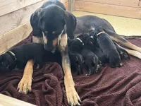 Mackenzie, a female Great Dane for sale in Temecula, CA – Photo 2 of 5