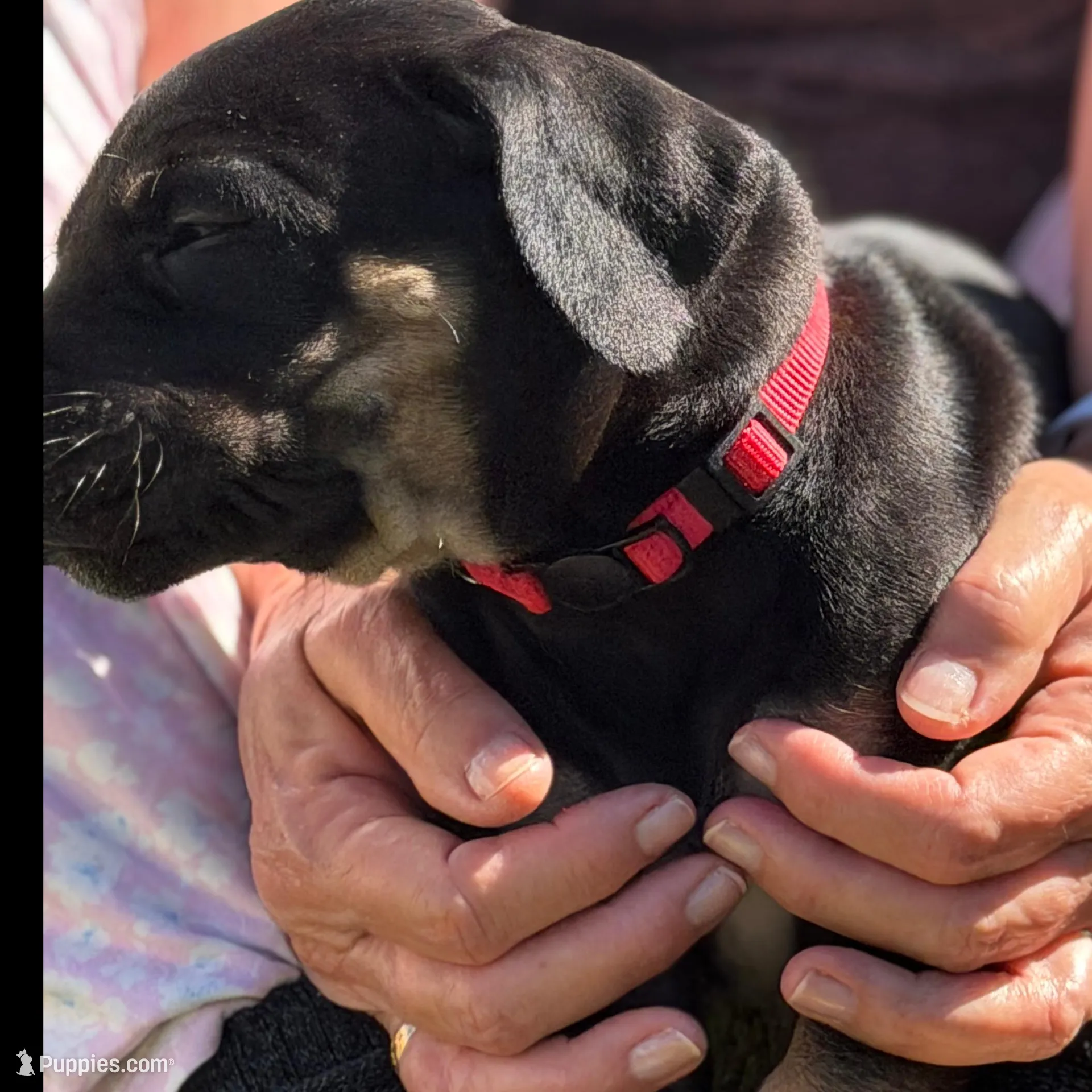 Mackenzie – Great Dane puppy for sale in Temecula, CA