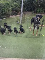 Ready for her new home. Pom Pom, a female Great Dane for sale in Temecula, CA – Photo 2 of 10