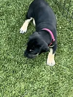 Ready for her new home. Pom Pom, a female Great Dane for sale in Temecula, CA – Photo 5 of 10
