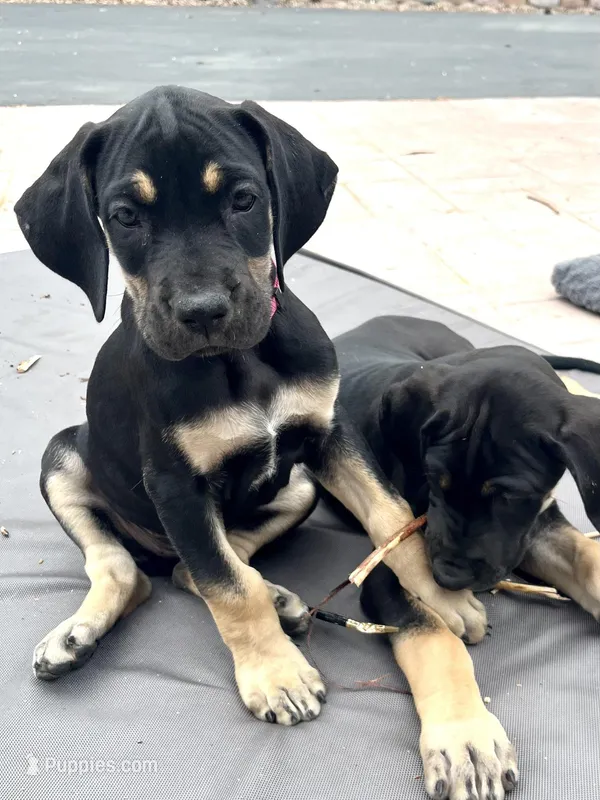 Ready for her new home. Pom Pom – Great Dane puppy for sale in Temecula, CA