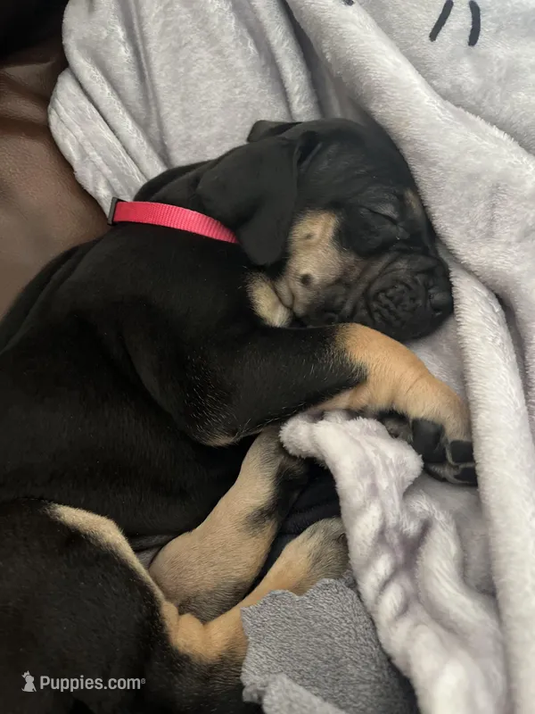 Pom Pom – Great Dane puppy for sale in Temecula, CA