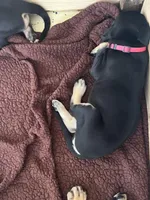 Ready for her new home. Pom Pom, a female Great Dane for sale in Temecula, CA – Photo 10 of 10