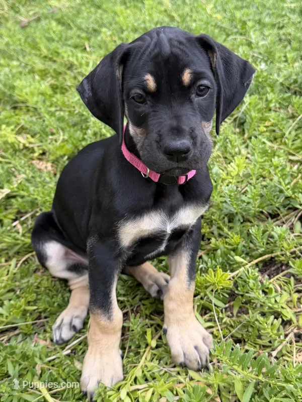 Pom Pom – Great Dane puppy for sale in Temecula, CA