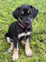 Ready for her new home. Pom Pom, a female Great Dane for sale in Temecula, CA – Photo 1 of 10