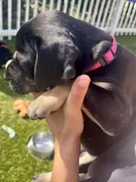 Ready for her new home. Pom Pom, a female Great Dane for sale in Temecula, CA – Photo 4 of 10