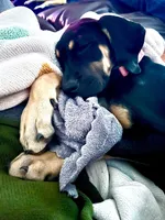 AKC. Ready for her new home. Pom Pom, a female Great Dane for sale in Temecula, CA – 4 of 7