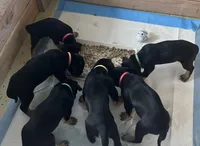 Pom Pom, a female Great Dane for sale in Temecula, CA – Photo 2 of 4