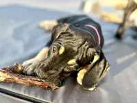 AKC. Ready for her new home. Pom Pom, a female Great Dane for sale in Temecula, CA – Photo 1 of 10