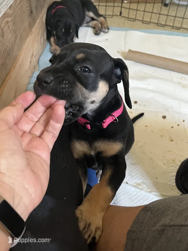 Pom Pom – Great Dane puppy for sale in Temecula, CA