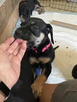 Ready for her new home. Pom Pom, a female Great Dane for sale in Temecula, CA – Photo 3 of 10