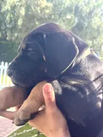 Ready for her new home. Indy, a female Great Dane for sale in Temecula, CA – Photo 5 of 10