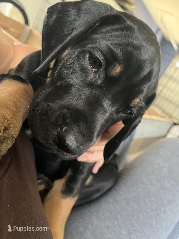 Indy – Great Dane puppy for sale in Temecula, CA