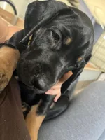 Ready for her new home. Indy, a female Great Dane for sale in Temecula, CA – Photo 4 of 10