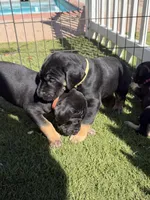 Indy, a female Great Dane for sale in Temecula, CA – Photo 4 of 5