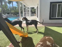 Indy, a female Great Dane for sale in Temecula, CA – Photo 3 of 5