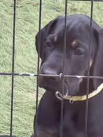 Ready for her new home. Indy, a female Great Dane for sale in Temecula, CA – Photo 3 of 10