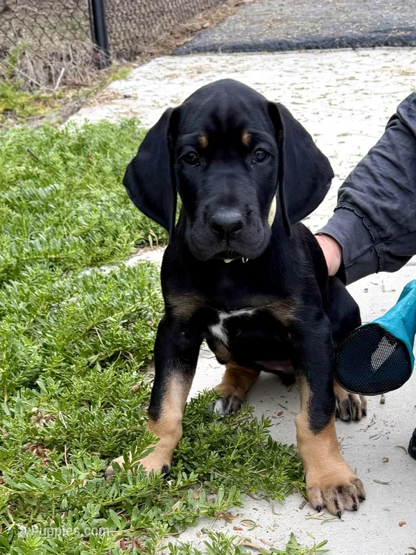 Indy – Great Dane puppy for sale in Temecula, CA