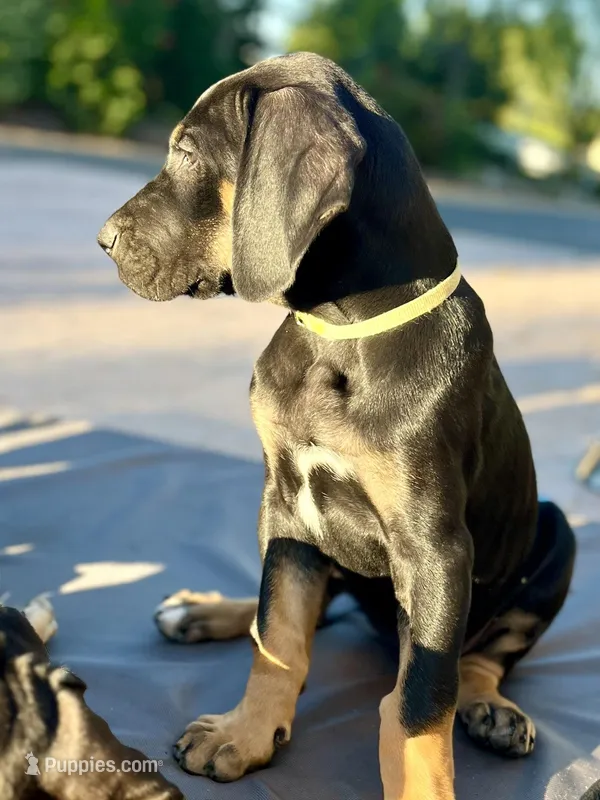 Ready for her new home. Indy – Great Dane puppy for sale in Temecula, CA
