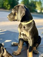 AKC. Ready for her new home. Indy, a female Great Dane for sale in Temecula, CA – Photo 1 of 10