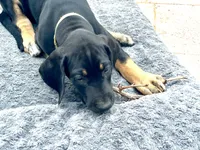 AKC. Ready for her new home. Indy, a female Great Dane for sale in Temecula, CA – Photo 2 of 10