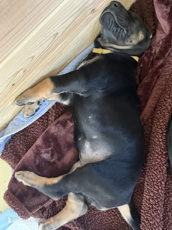 Indy – Great Dane puppy for sale in Temecula, CA