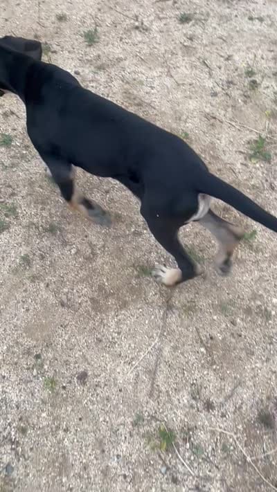AKC. Ready for her new home. Pom Pom, a female Great Dane for sale in Temecula, CA – 3 of 7