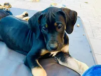 AKC. Ready for her new home. Bluey , a female Great Dane for sale in Temecula, CA – Photo 1 of 9