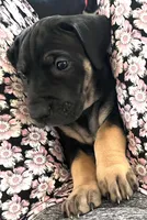 Ready for her new home. Bluey , a female Great Dane for sale in Temecula, CA – Photo 5 of 10