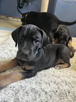 Ready for her new home. Bluey , a female Great Dane for sale in Temecula, CA – Photo 4 of 10